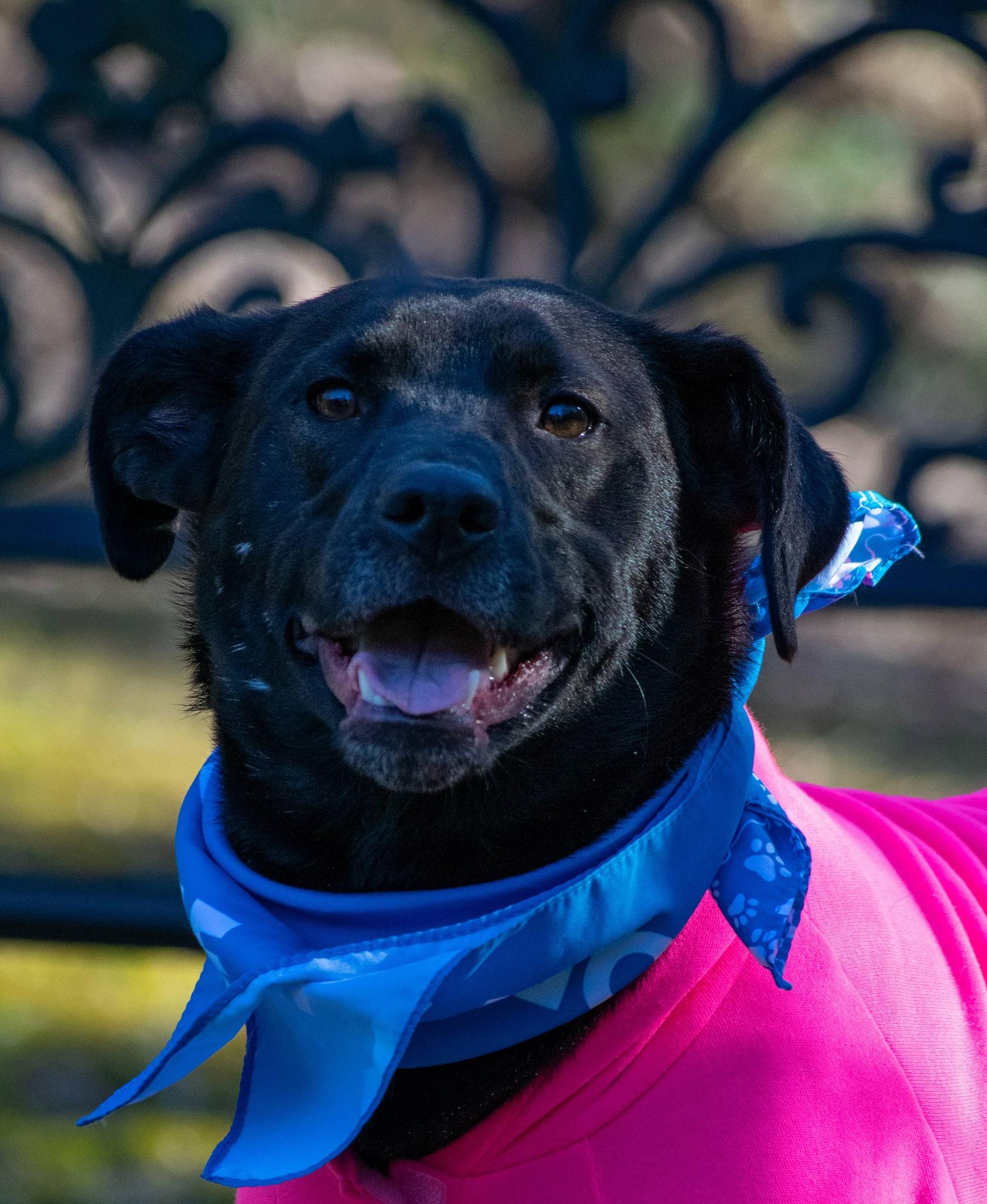 Enlarge PopTart, a ADOPTABLE Chocolate Labrador Retriever in Sevierville, TN image 4/6