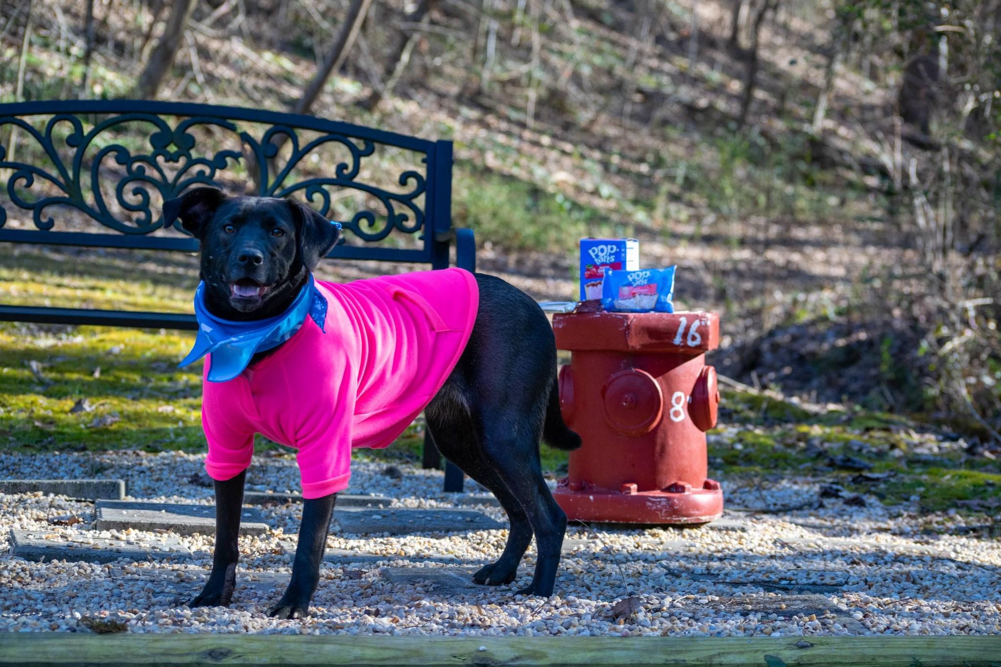 Enlarge PopTart, a ADOPTABLE Chocolate Labrador Retriever in Sevierville, TN image 5/6