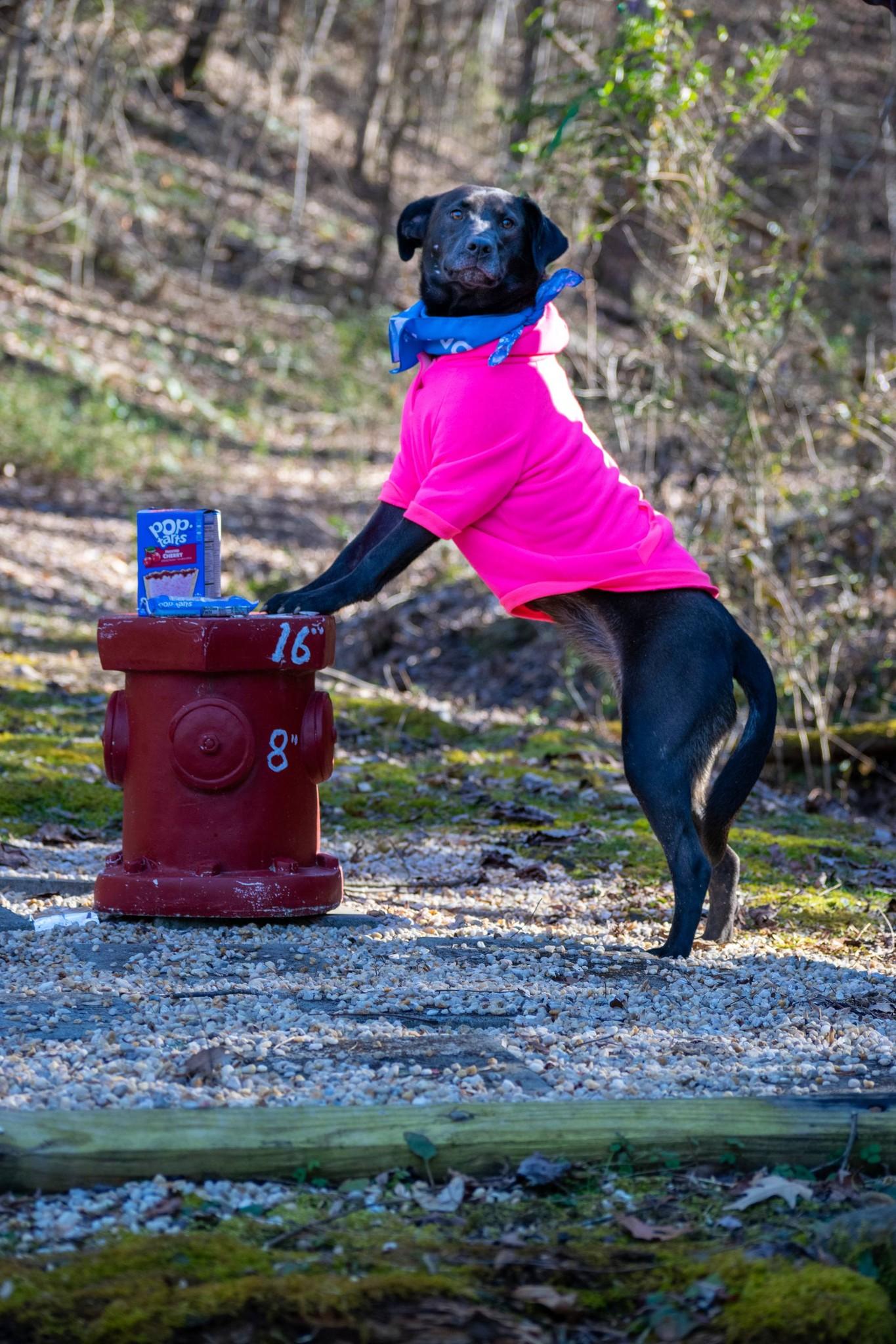 Enlarge PopTart, a ADOPTABLE Chocolate Labrador Retriever in Sevierville, TN image 6/6