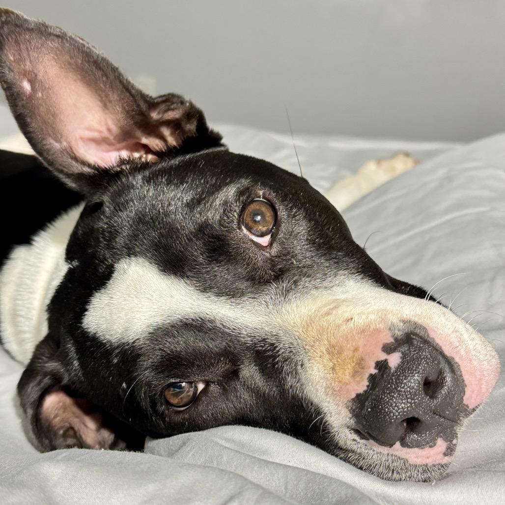 Boone, a Adoptable Pit Bull Terrier in Waggaman, LA image 1/6