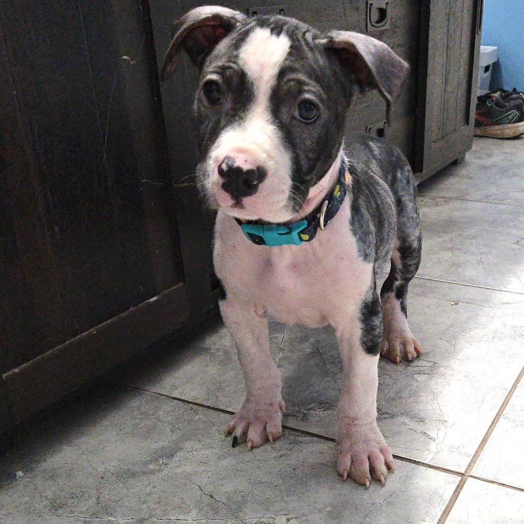 Boone, Adoptable, Young Male Pit Bull Terrier.