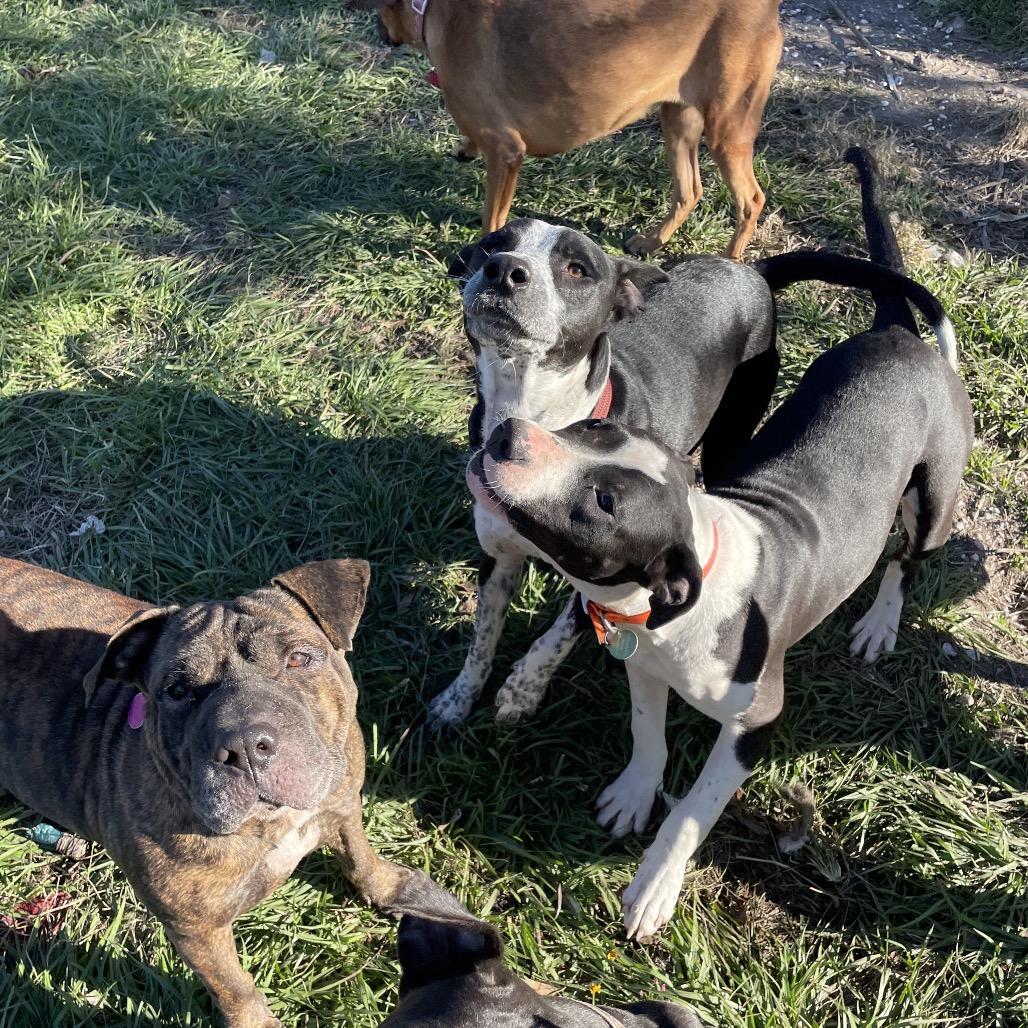 Enlarge Boone, a Adoptable Pit Bull Terrier in Waggaman, LA image 2/6