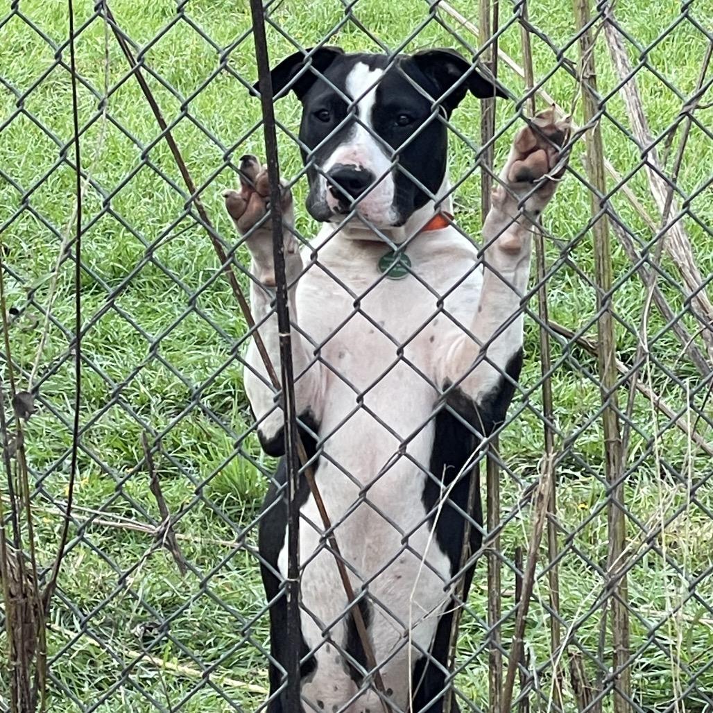 Enlarge Boone, a Adoptable Pit Bull Terrier in Waggaman, LA image 3/6