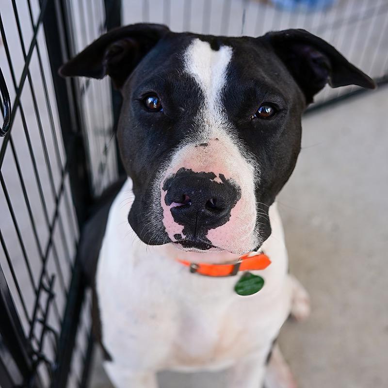 Enlarge Boone, a Adoptable Pit Bull Terrier in Waggaman, LA image 4/6