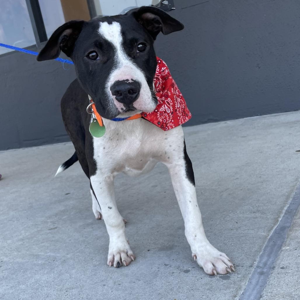 Enlarge Boone, a Adoptable Pit Bull Terrier in Waggaman, LA image 5/6