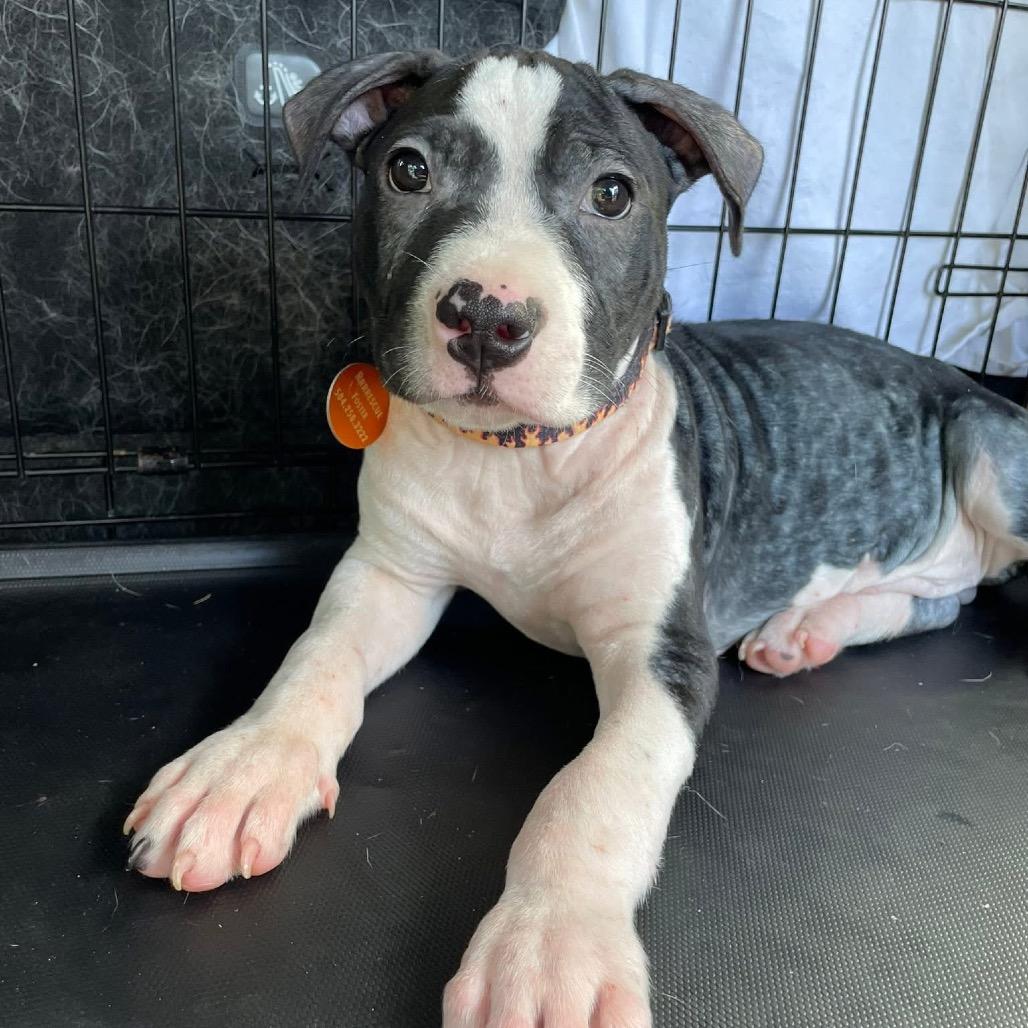 Enlarge Boone, a Adoptable Pit Bull Terrier in Waggaman, LA image 6/6