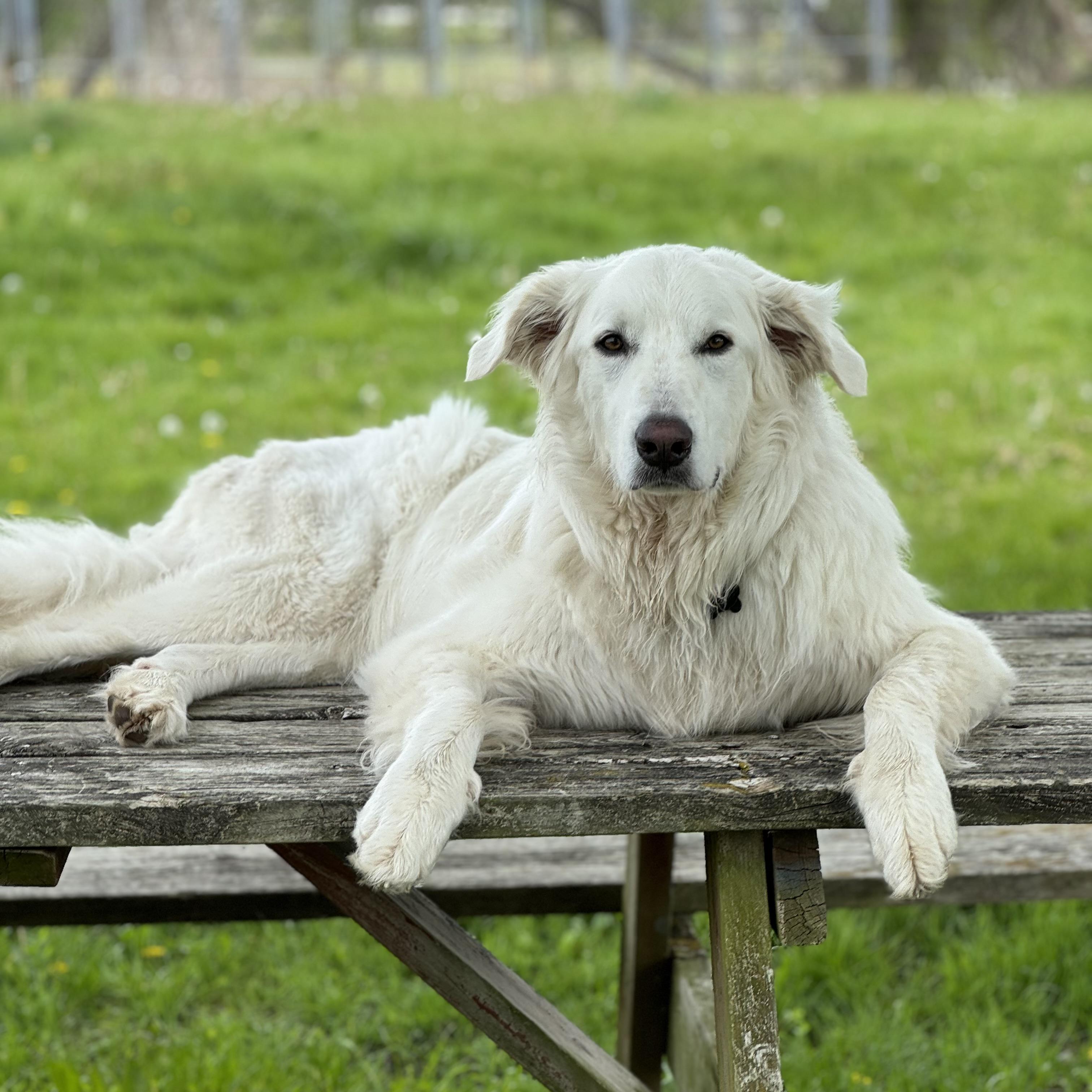 Joe, adoptable, Young Male Great Pyrenees.