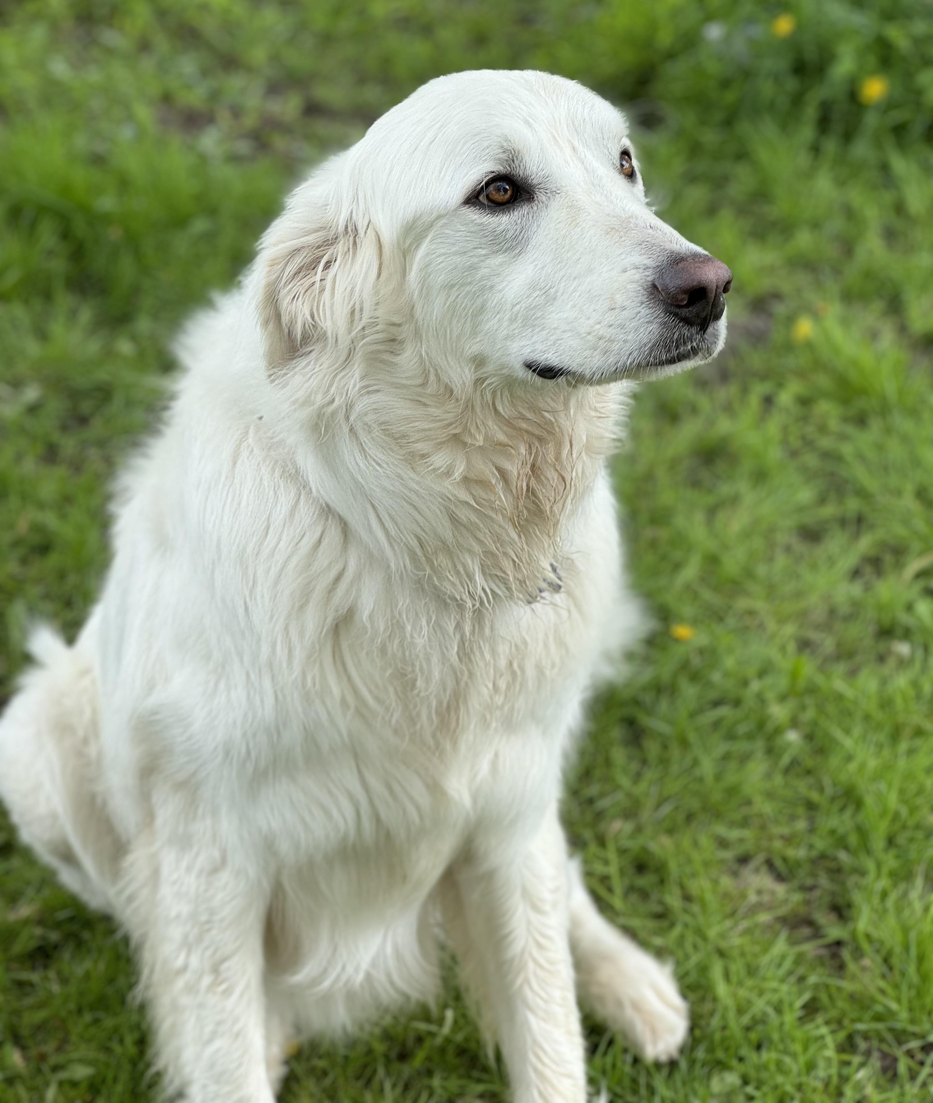 Enlarge Joe, an adoptable mixed breed in China Township, MI image 6/6