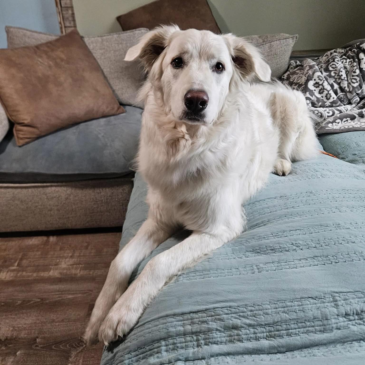 Enlarge Joe, an adoptable mixed breed in China Township, MI image 4/6