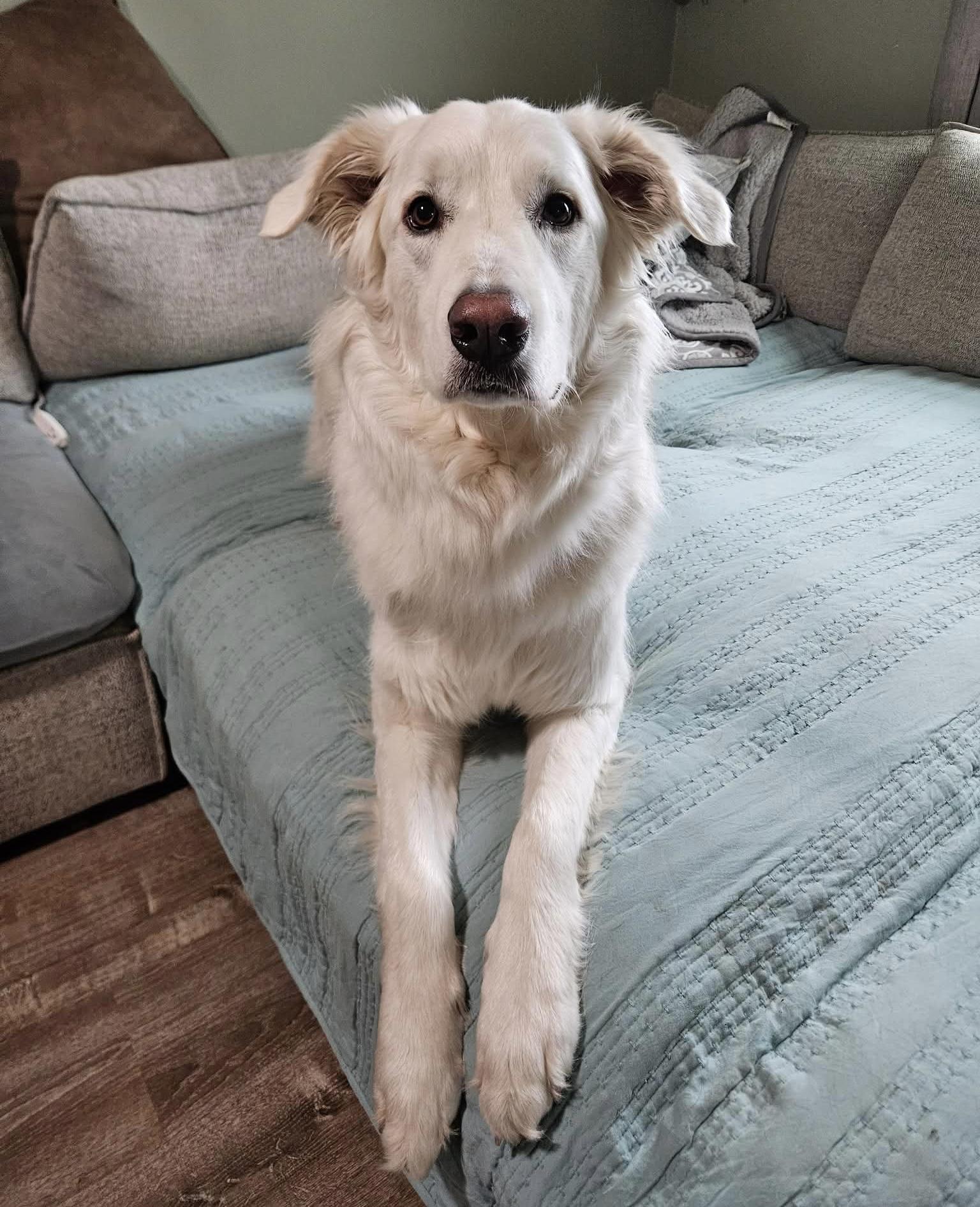 Enlarge Joe, an adoptable mixed breed in China Township, MI image 2/6