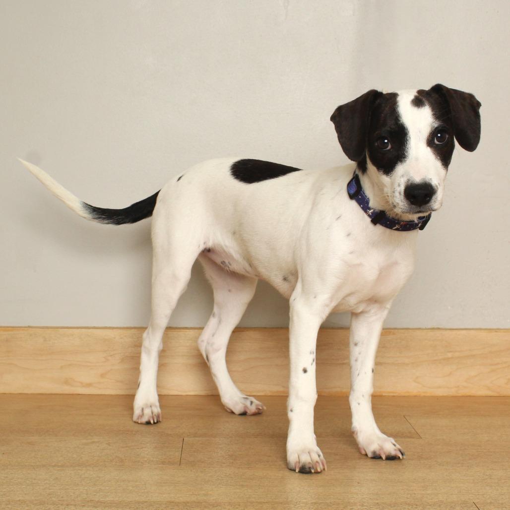 Abby D71427, Adoptable, Puppy Female Dachshund & Terrier.