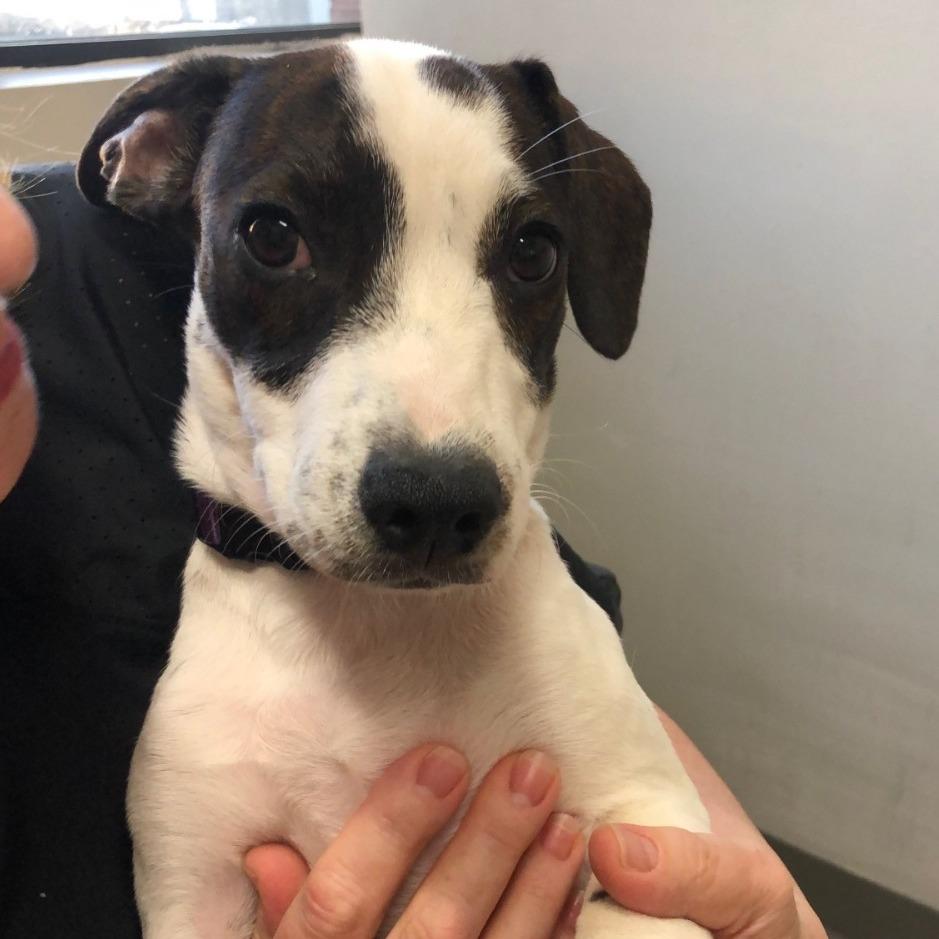 Enlarge Abby D71427, a Adoptable mixed breed in Minnetonka, MN image 2/6