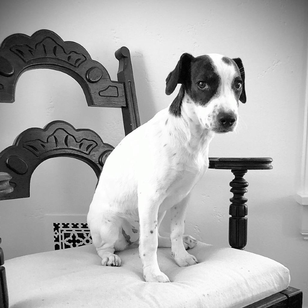 Enlarge Abby D71427, a Adoptable mixed breed in Minnetonka, MN image 3/6