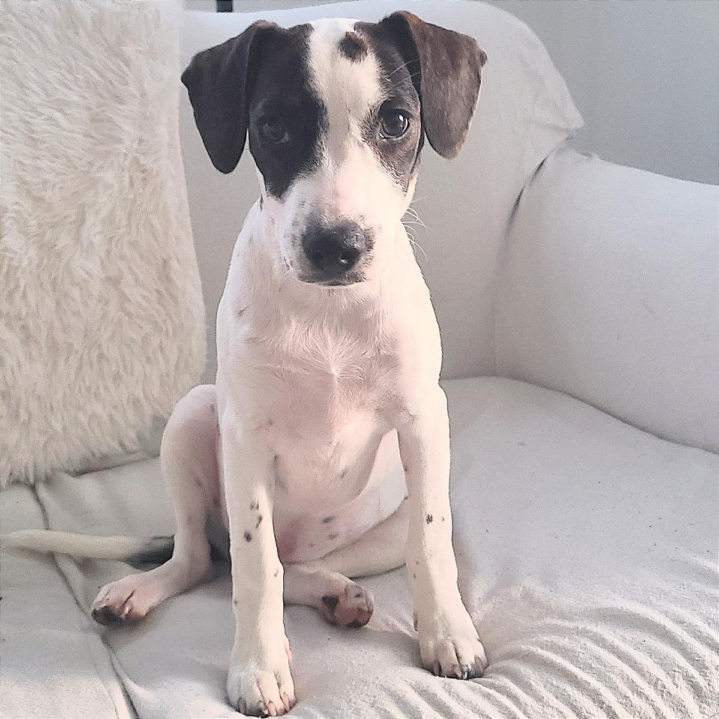 Enlarge Abby D71427, a Adoptable mixed breed in Minnetonka, MN image 4/6