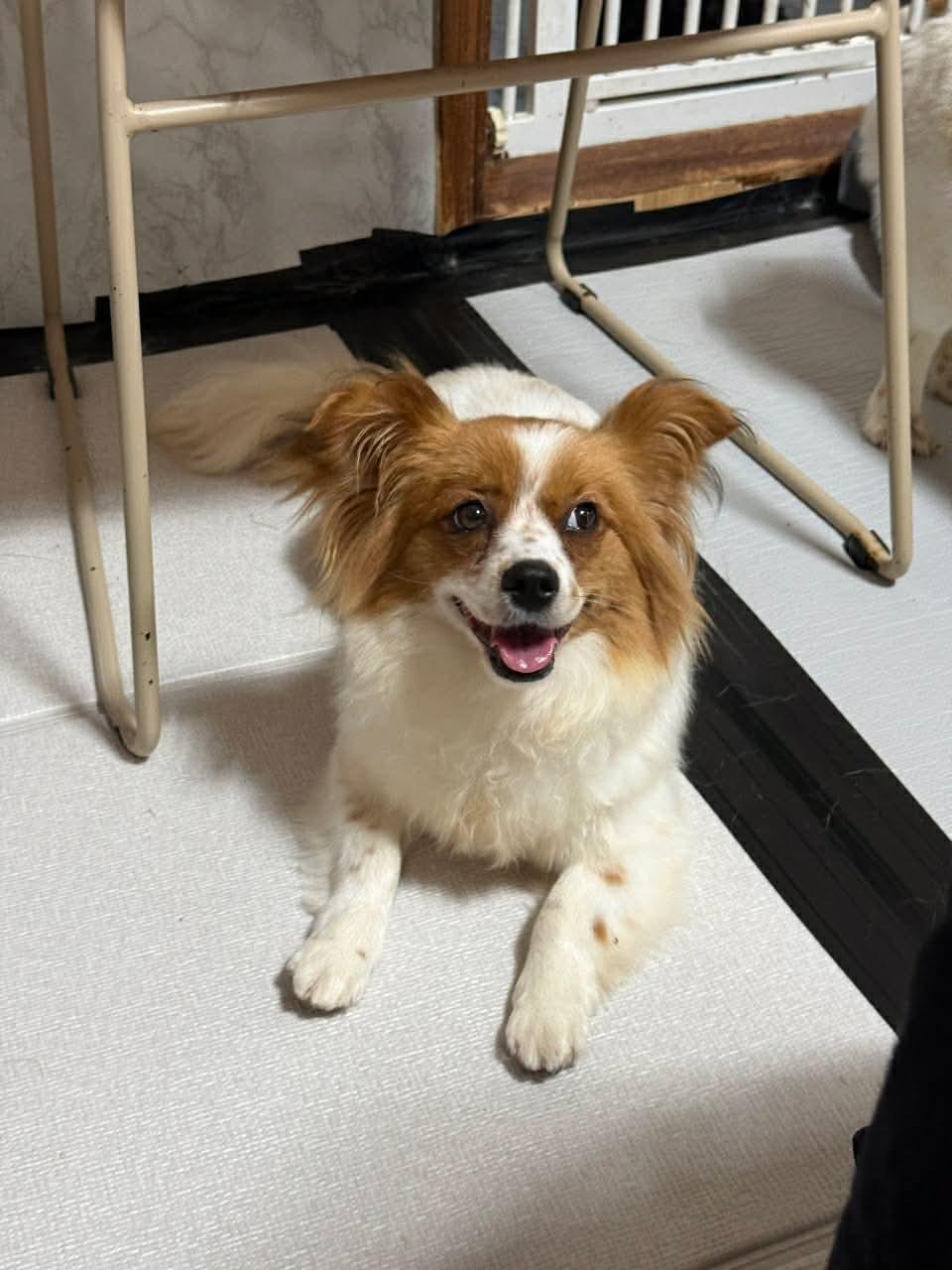 Enlarge HELLO, a Adoptable mixed breed in Agoura Hills, CA image 1/2