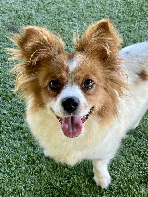 HELLO, Adoptable, Puppy Female Papillon & Cavalier King Charles Spaniel.