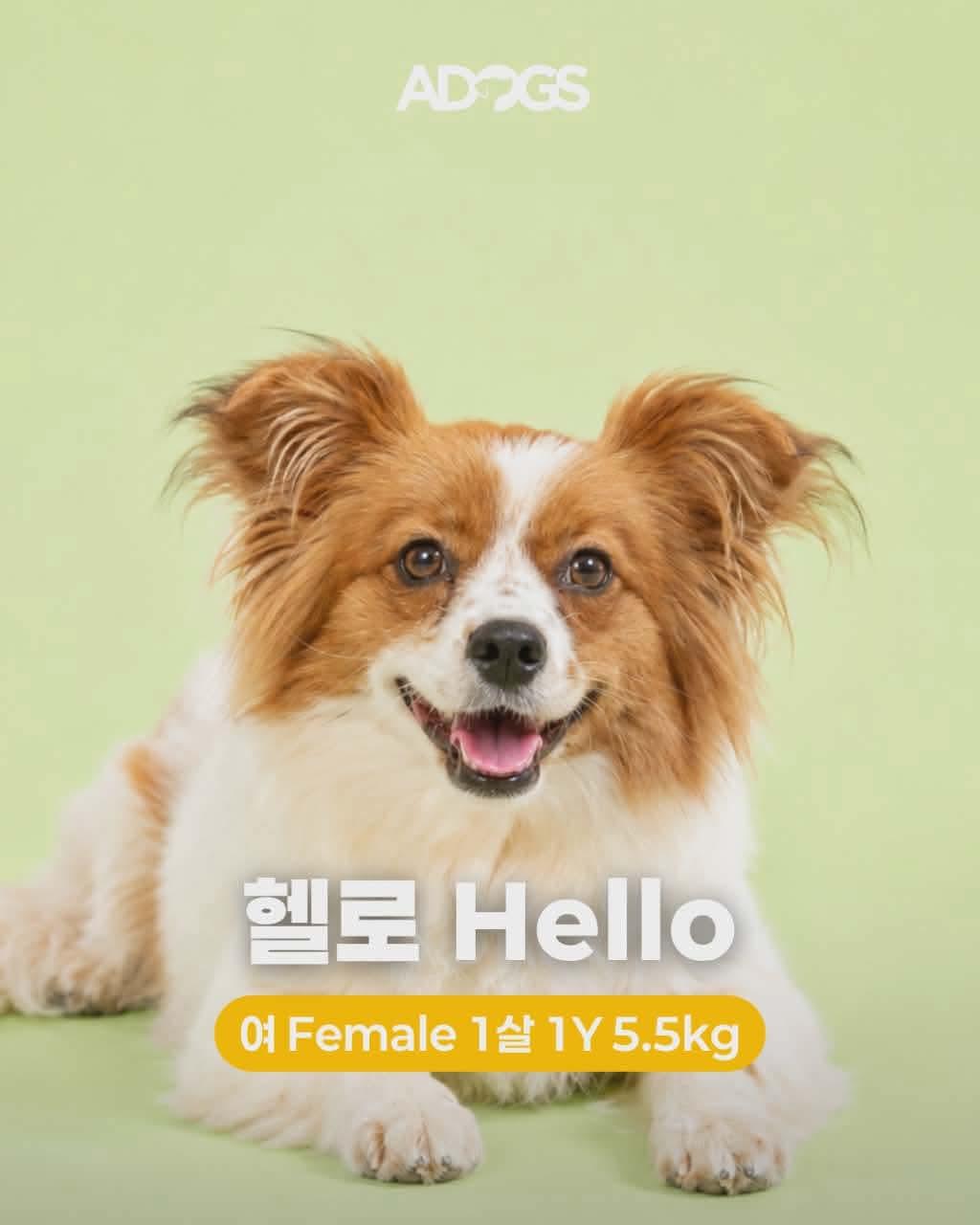 Enlarge HELLO, a Adoptable mixed breed in Agoura Hills, CA image 2/2