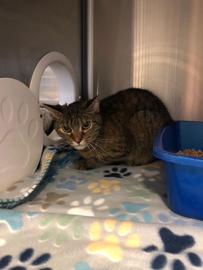 Oracle, Adoptable, Adult Female Domestic Short Hair.