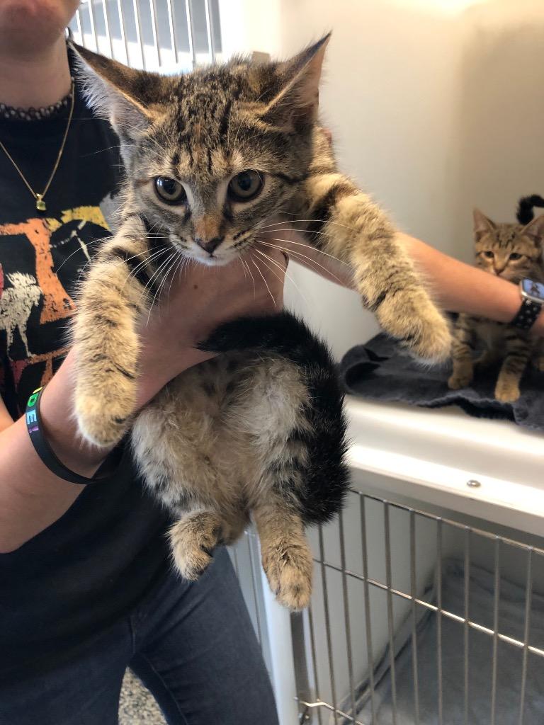 Enlarge Oracle, a Adoptable mixed breed in Columbia, TN image 2/2