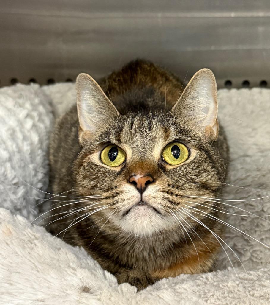 Oracle, Adoptable, Adult Female Domestic Short Hair.