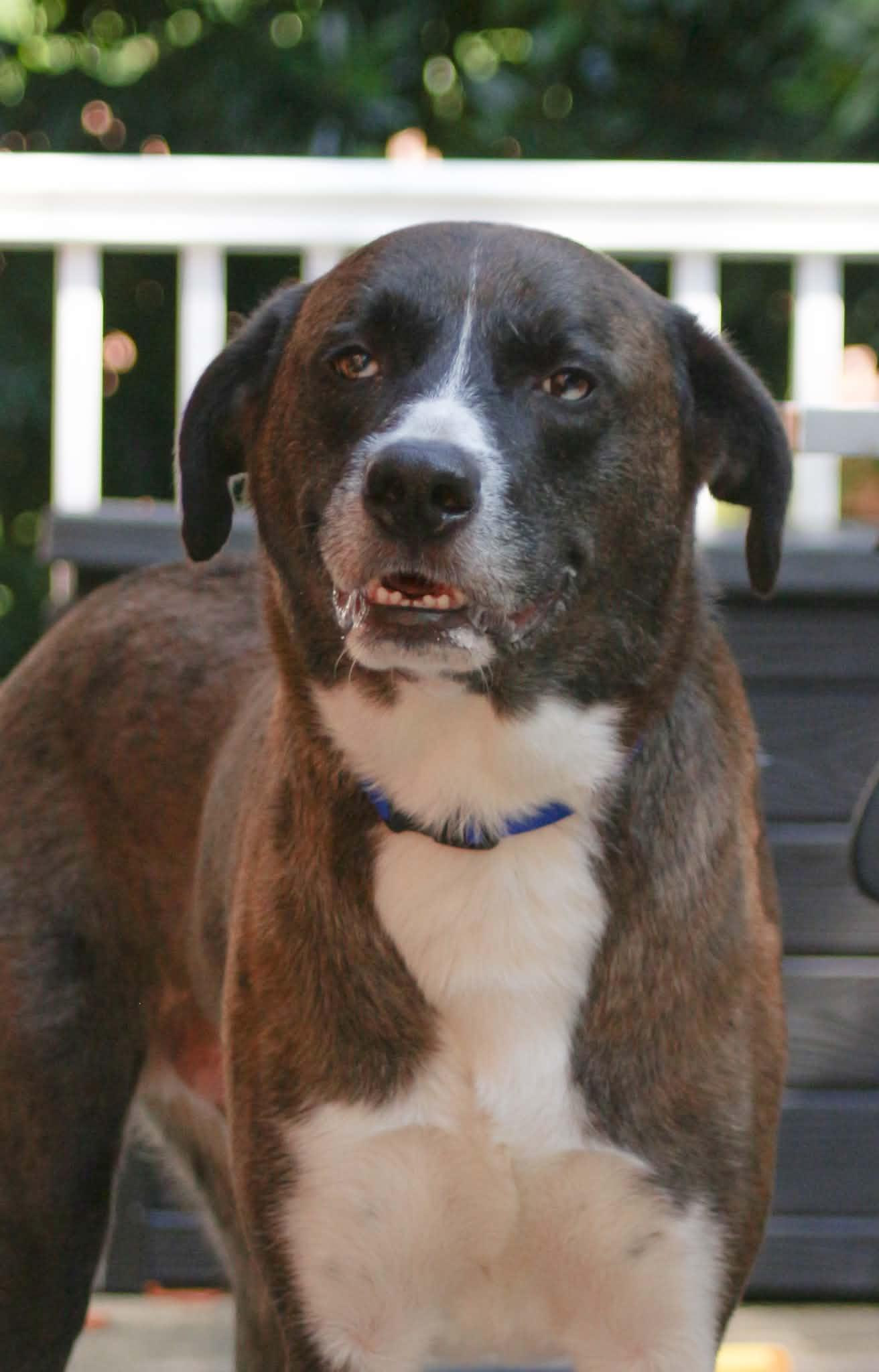Benny, ADOPTABLE, Adult Male Great Pyrenees & Catahoula Leopard Dog.