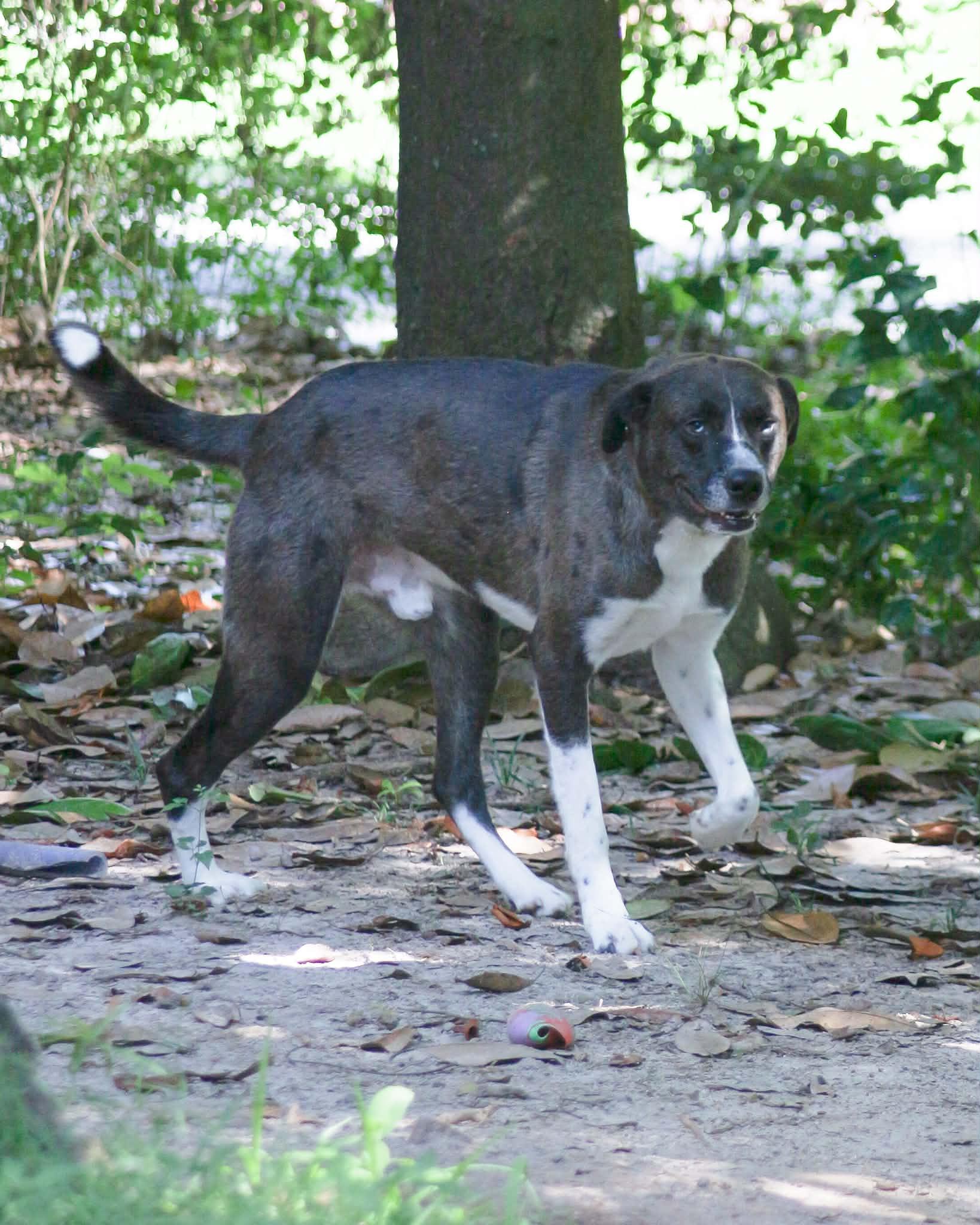 Enlarge Benny, a ADOPTABLE mixed breed in Gardiner, NY image 5/6