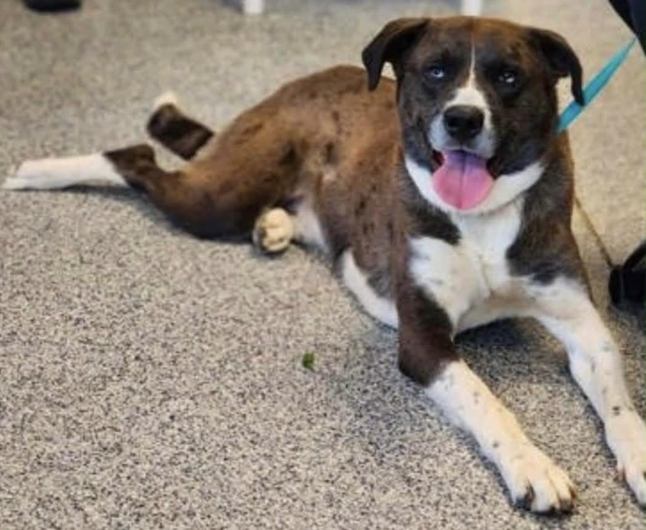 Enlarge Benny, a ADOPTABLE mixed breed in Gardiner, NY image 4/6