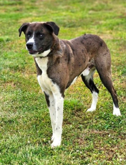 Enlarge Benny, a ADOPTABLE mixed breed in Gardiner, NY image 2/6