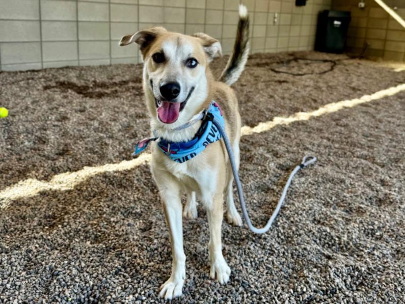 Enlarge FANTA, a Adoptable mixed breed in Mesa, AZ image 1/1