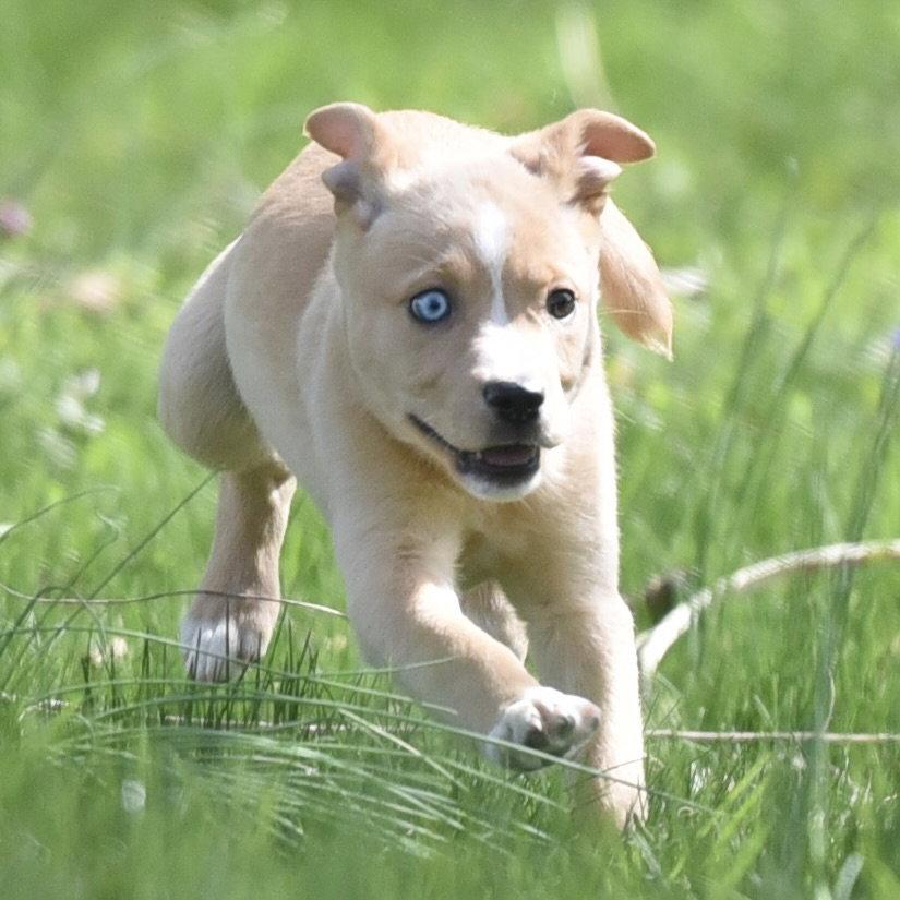 Enlarge Cecilia, a Adoptable mixed breed in Mechanicsburg, PA image 1/3