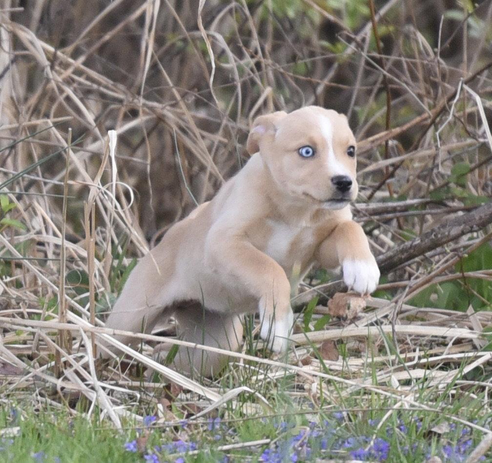 Enlarge Cecilia, a Adoptable mixed breed in Mechanicsburg, PA image 2/3