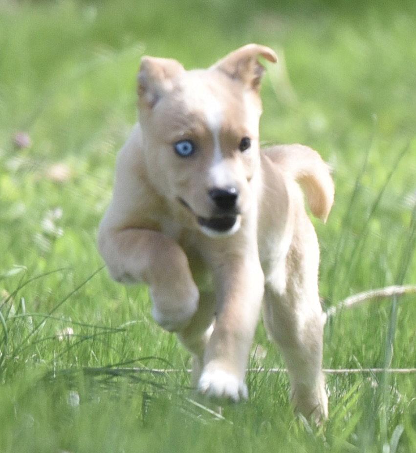 Enlarge Cecilia, a Adoptable mixed breed in Mechanicsburg, PA image 3/3