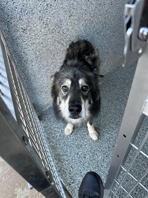 CARREY, Adoptable, Senior Male Husky & Australian Cattle Dog / Blue Heeler.