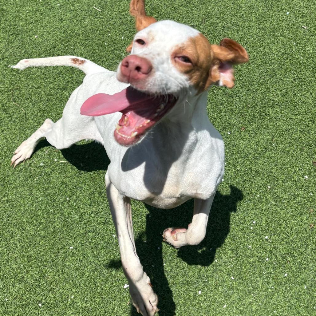 Enlarge Bell 8129, a Adoptable English Pointer in LOXAHATCHEE, FL image 1/1