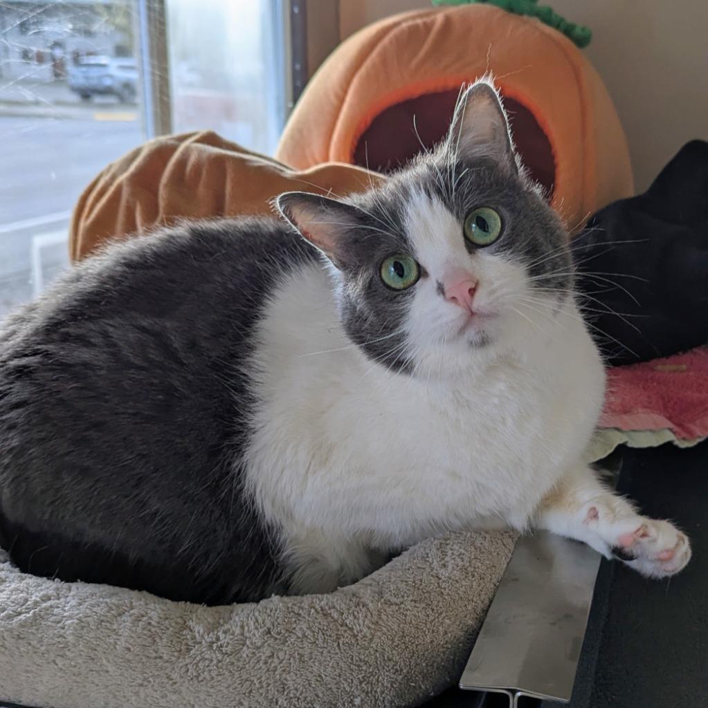 Ash, Adoptable, Adult Female Domestic Short Hair.