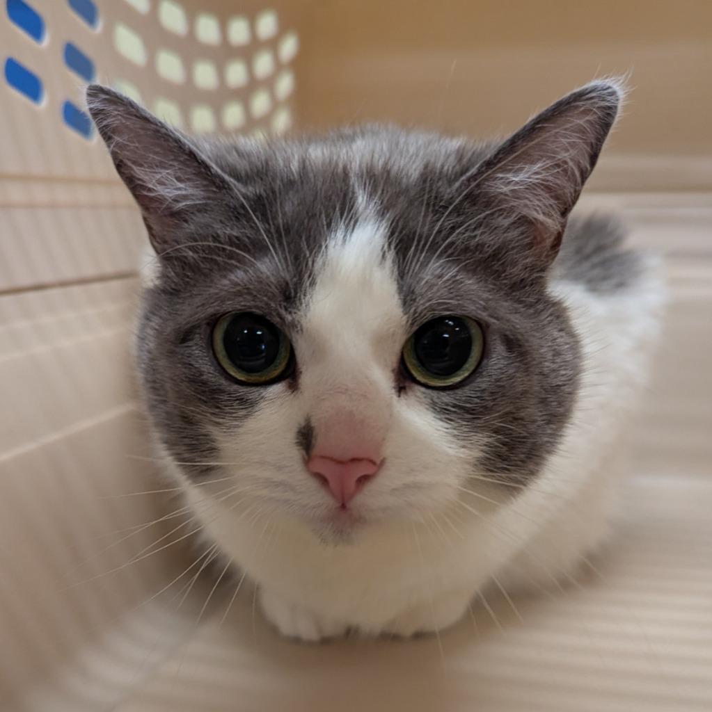 Enlarge Ash, a Adoptable mixed breed in Aberdeen, WA image 2/4