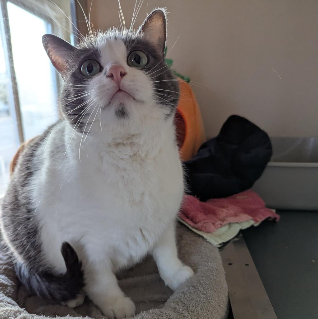 Enlarge Ash, a Adoptable mixed breed in Aberdeen, WA image 3/4