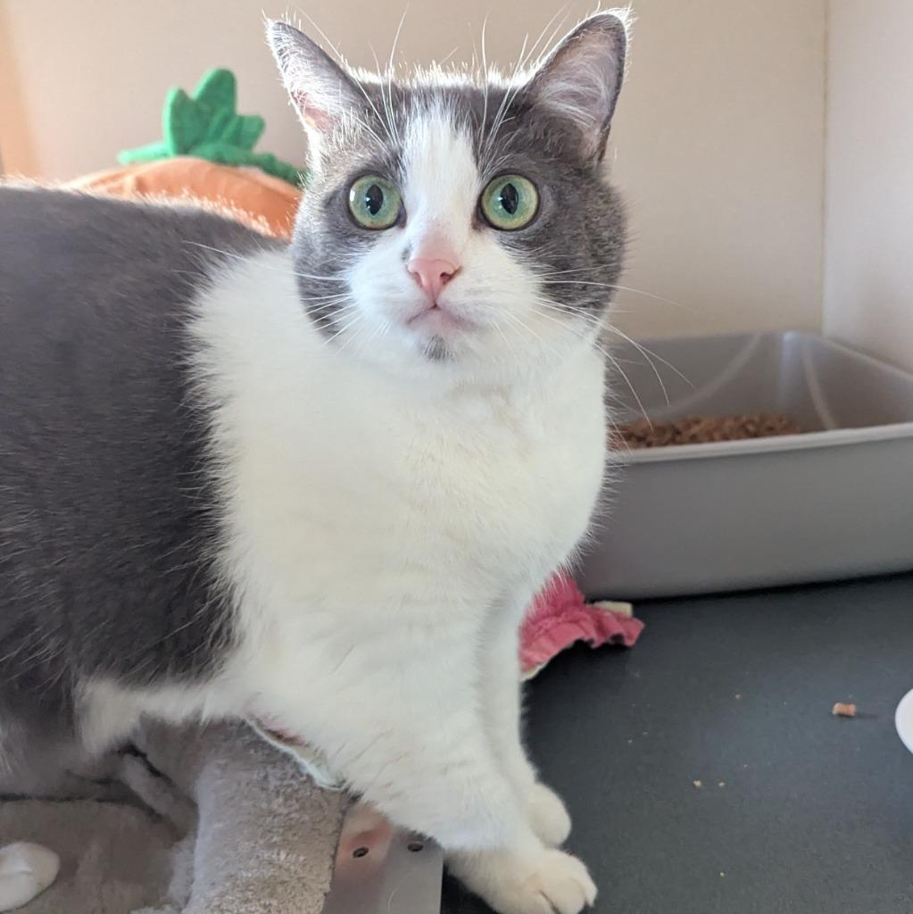 Enlarge Ash, a Adoptable mixed breed in Aberdeen, WA image 4/4