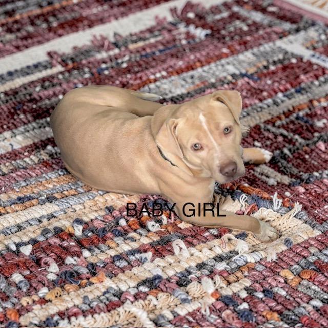 Enlarge Baby Girl, a ADOPTABLE mixed breed in Zimmerman, MN image 3/6