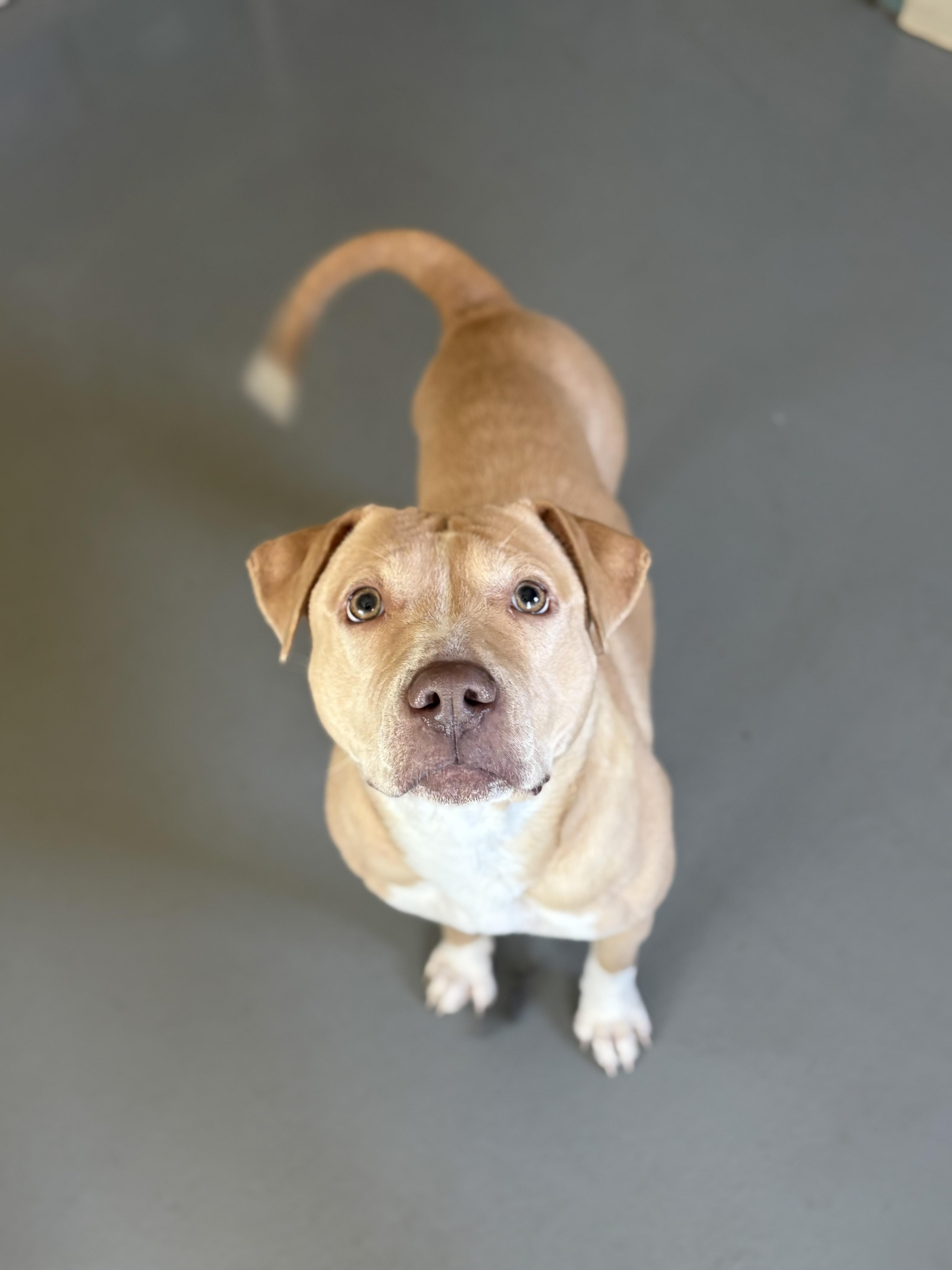 Enlarge Baby Girl, a ADOPTABLE mixed breed in Zimmerman, MN image 5/6