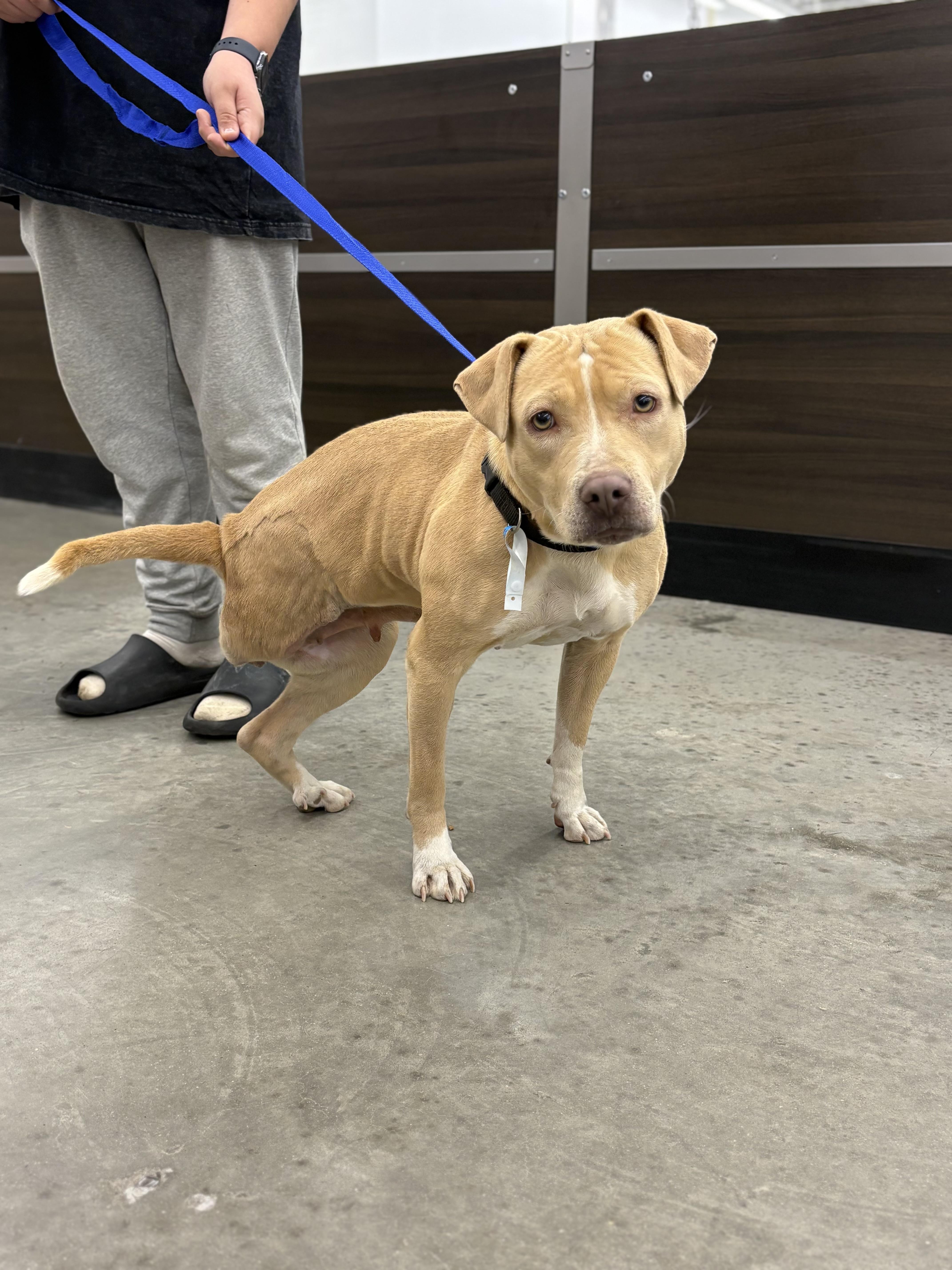 Enlarge Baby Girl, a ADOPTABLE mixed breed in Zimmerman, MN image 2/6