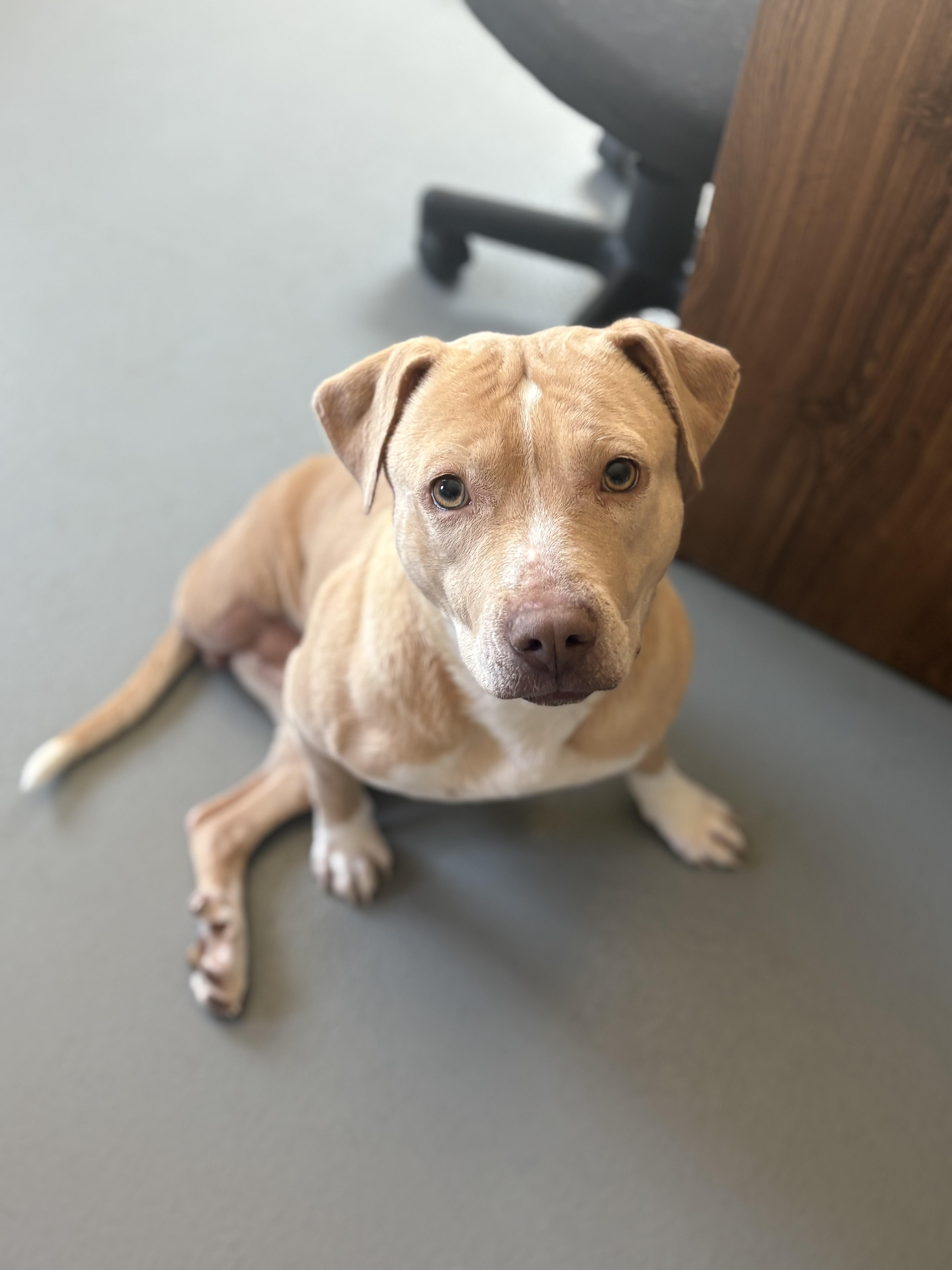 Enlarge Baby Girl, a ADOPTABLE mixed breed in Zimmerman, MN image 1/6