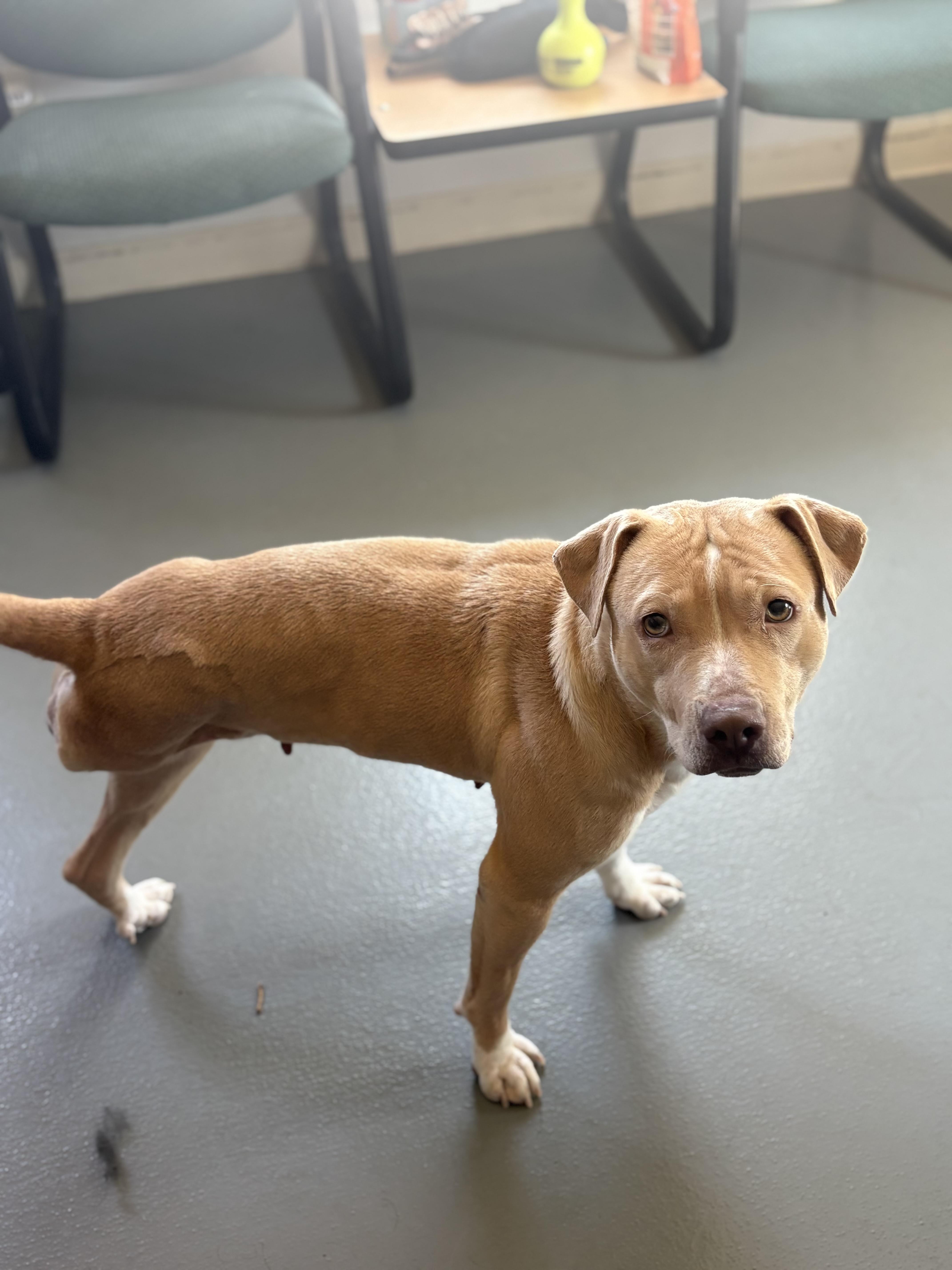 Enlarge Baby Girl, a ADOPTABLE mixed breed in Zimmerman, MN image 6/6