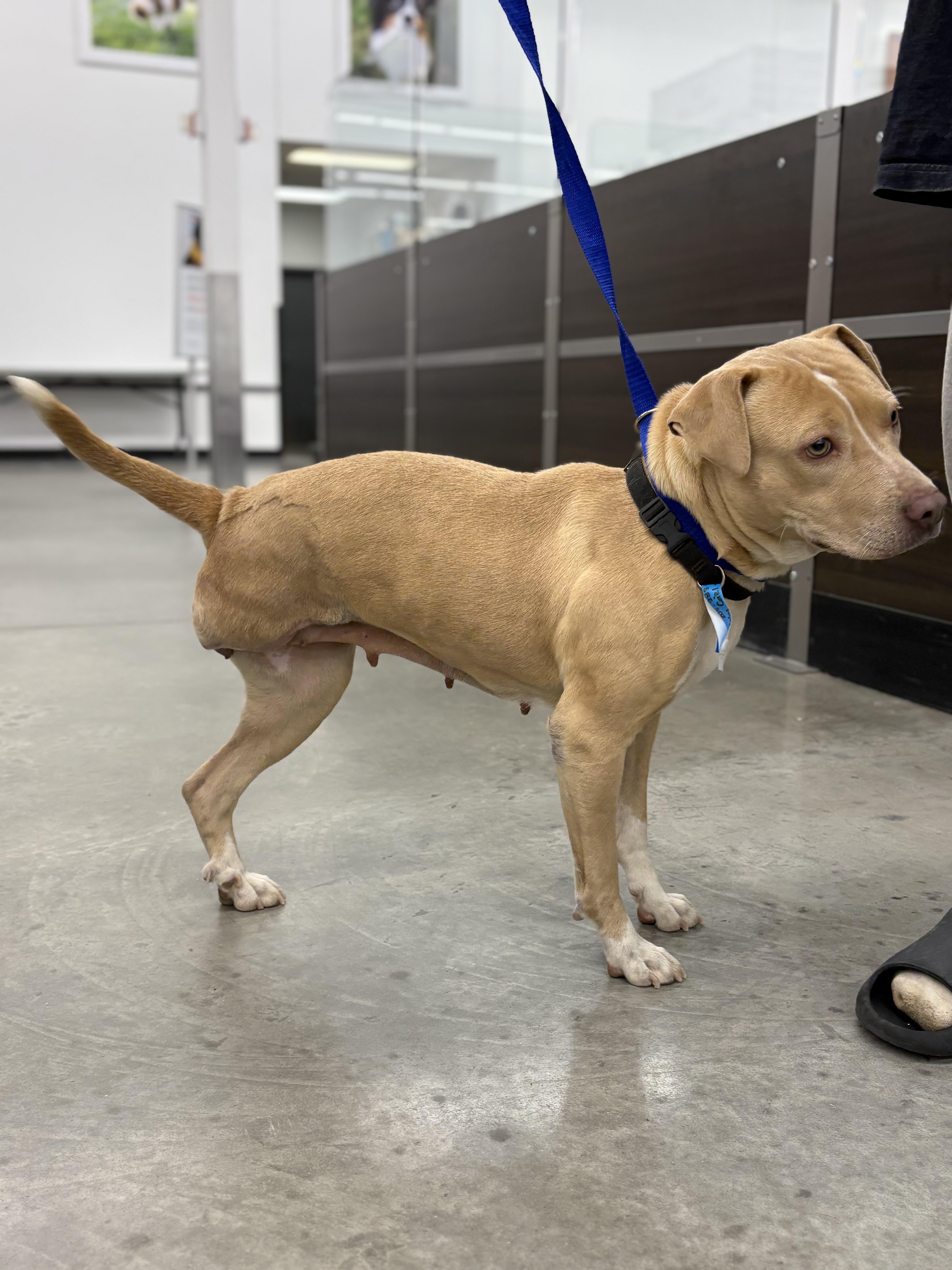 Enlarge Baby Girl, a ADOPTABLE mixed breed in Zimmerman, MN image 4/6