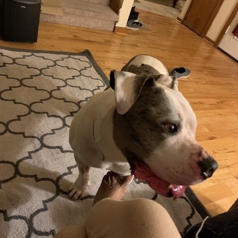 Blue- Courtesy Listing, ADOPTABLE, Adult Male Pit Bull Terrier.
