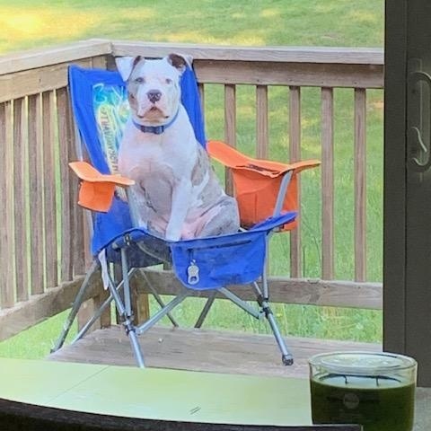 Enlarge Blue- Courtesy Listing, a ADOPTABLE mixed breed in Carthage, NC image 2/3