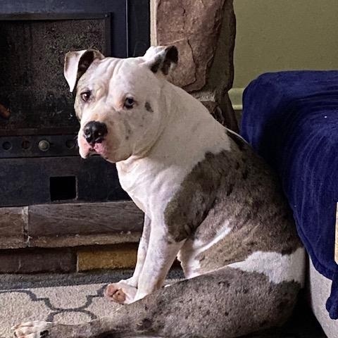 Enlarge Blue- Courtesy Listing, a ADOPTABLE mixed breed in Carthage, NC image 3/3