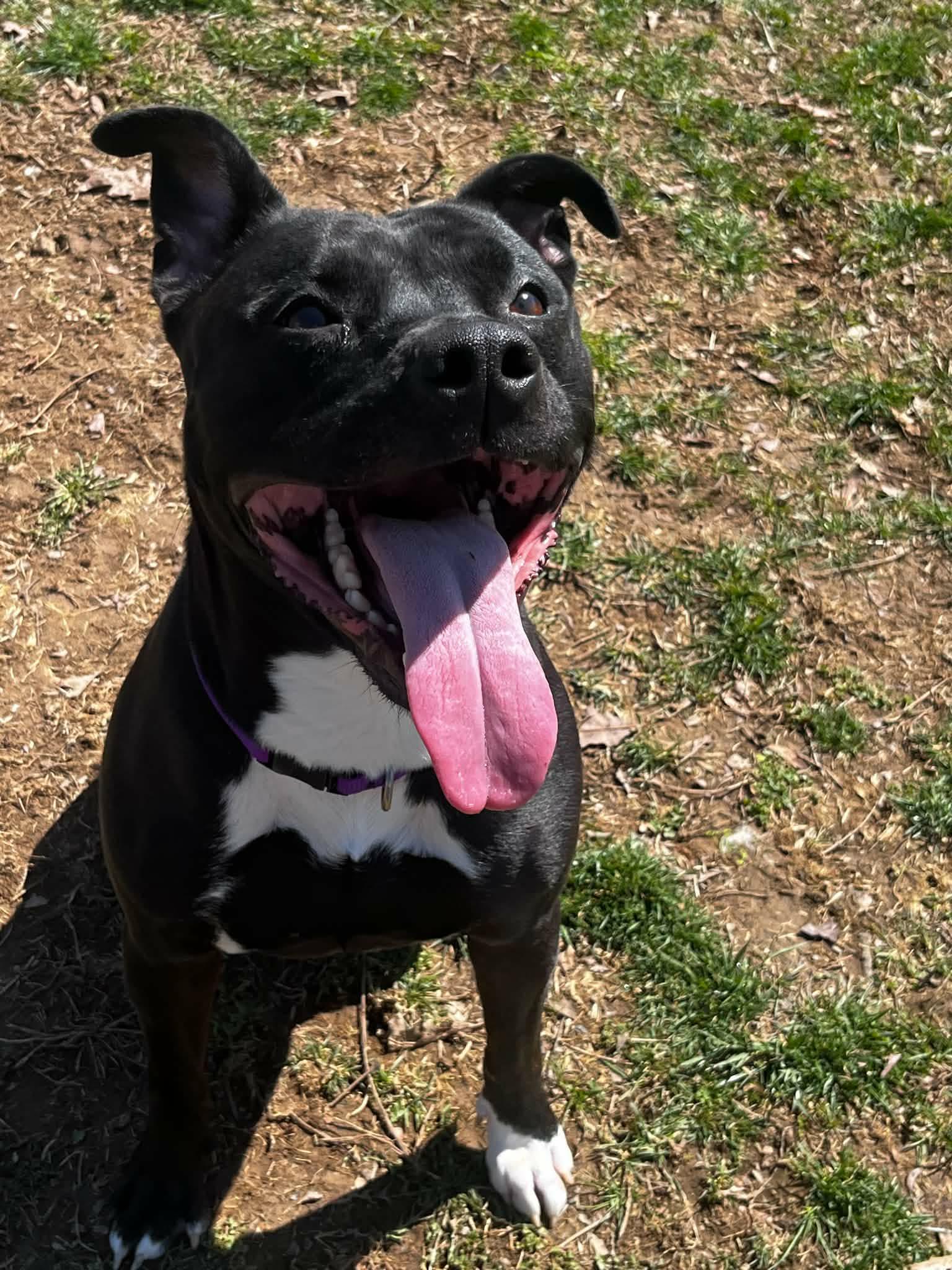 Enlarge Kimba, an adopted mixed breed in Chambersburg, PA image 1/2