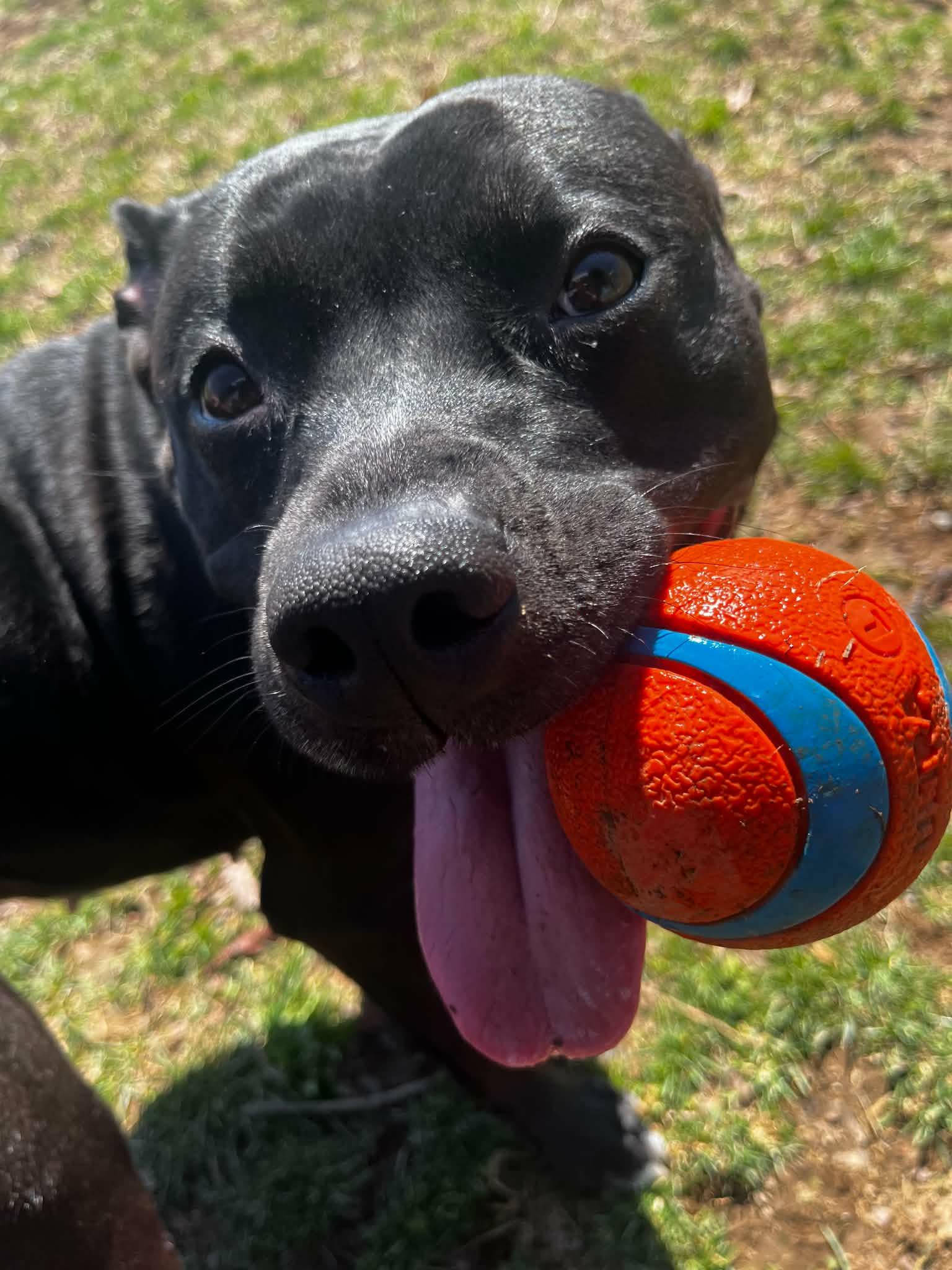 Enlarge Kimba, an adopted mixed breed in Chambersburg, PA image 2/2