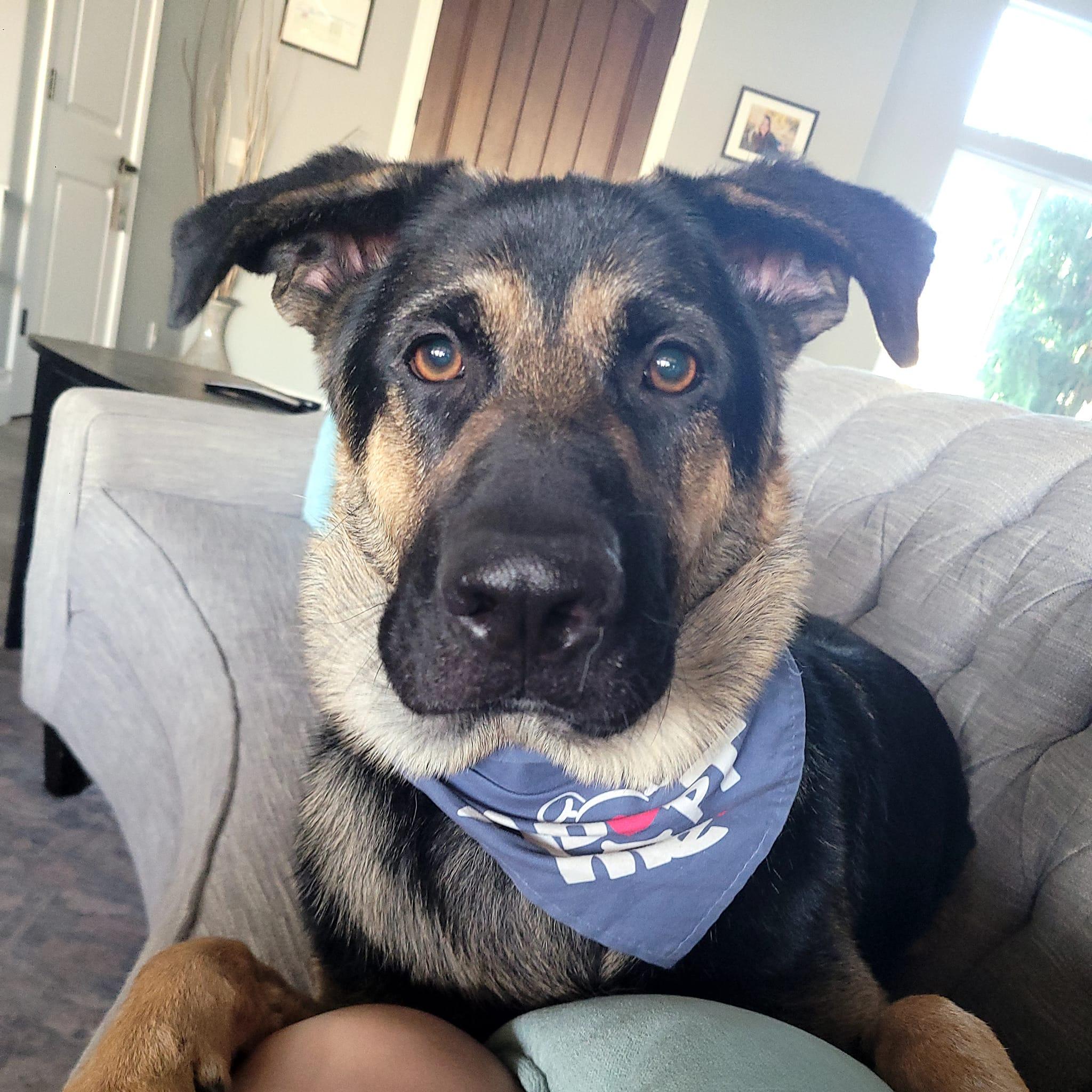 Enlarge Arcadia, a Adoptable German Shepherd Dog in West Richland, WA image 1/6